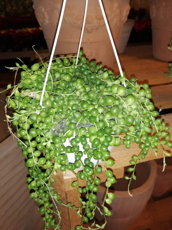 Senecio rowleyanus, pianta da interno