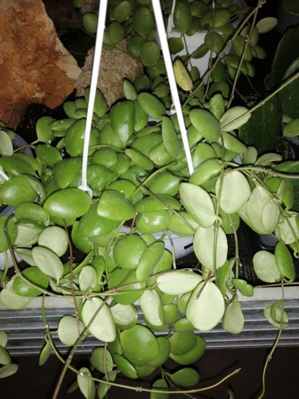 Hoya brevialata, pianta da interno