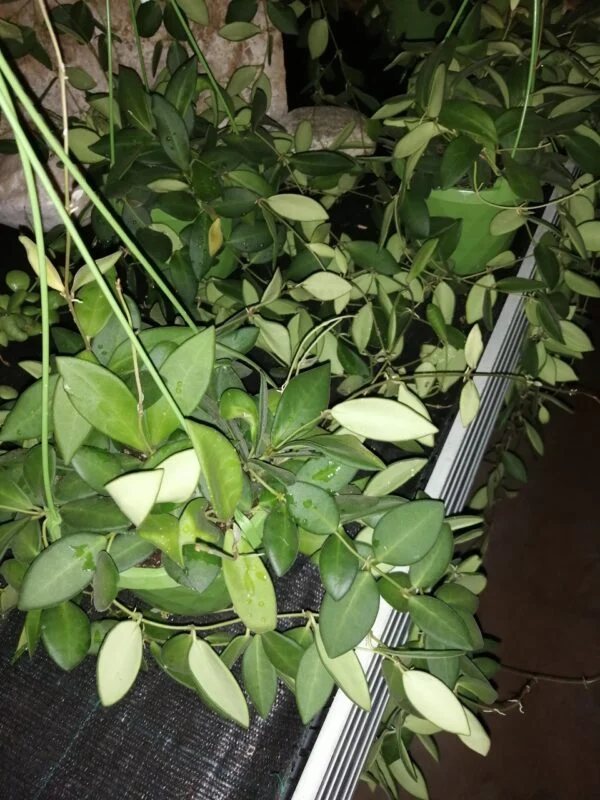 Hoya burtoniae, Hoya DS-70, foto 2