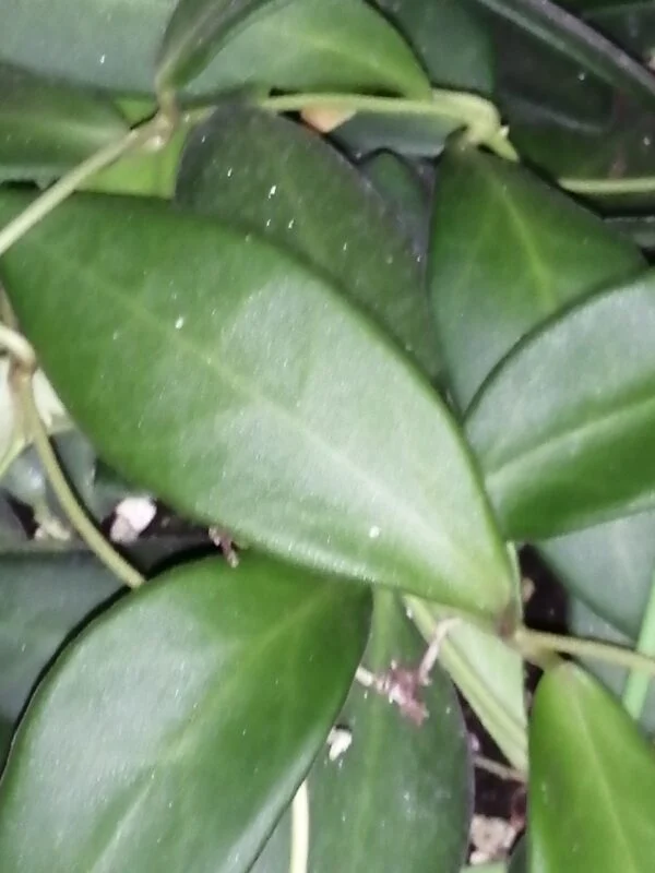 Hoya burtoniae , Hoya DS-70, foto 2