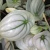 Peperomia argyreia Ice Queen, pianta da interno