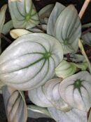 Peperomia argyreia Ice Queen