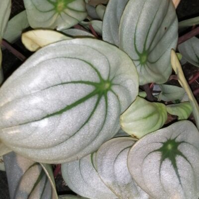 Peperomia argyreia Ice Queen