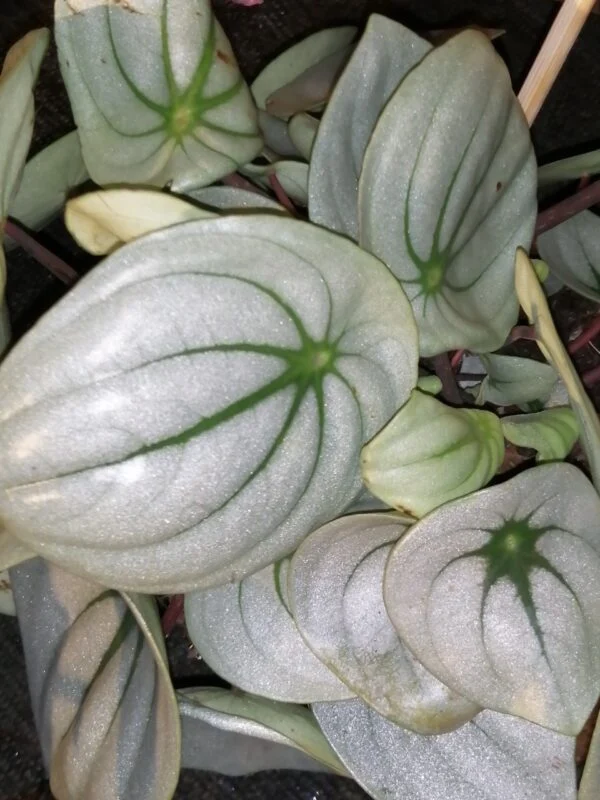 Peperomia argyreia Ice Queen, pianta da interno