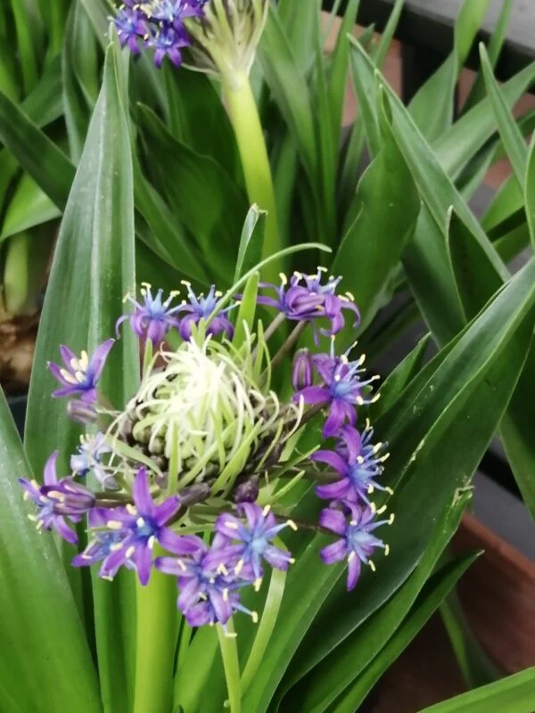 Scilla peruviana, foto 2
