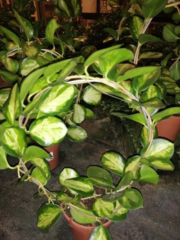 Hoya australis ssp.tenuipes Lisa, foto 6