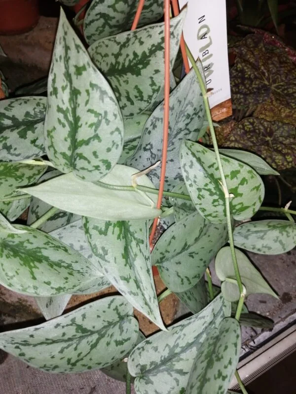 Scindapsus Silver Lady, foto 4