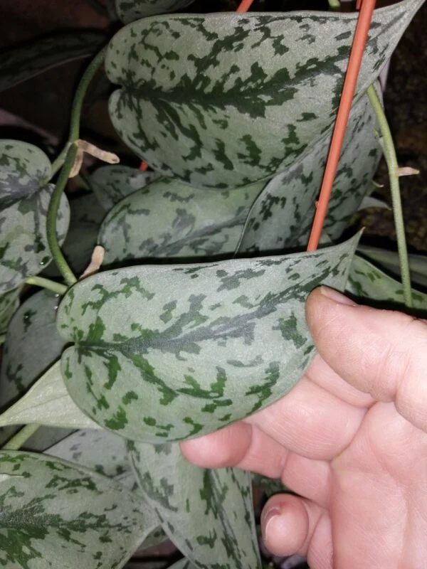 Scindapsus Silver Lady, foto 2