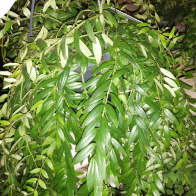 Aeschynanthus japhrolepis