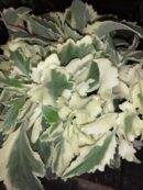 Kalanchoe lanciniata variegata