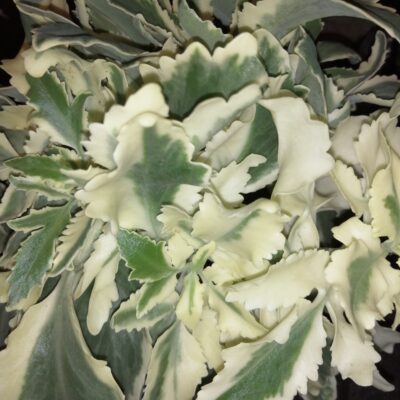 Kalanchoe lanciniata variegata