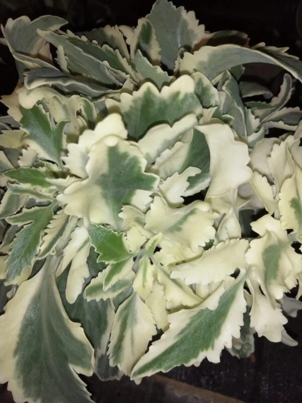Kalanchoe laciniata variegata, pianta da interno