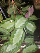 Calathea Silver Bend
