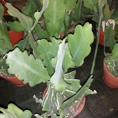 Epiphyllum Beavertail large