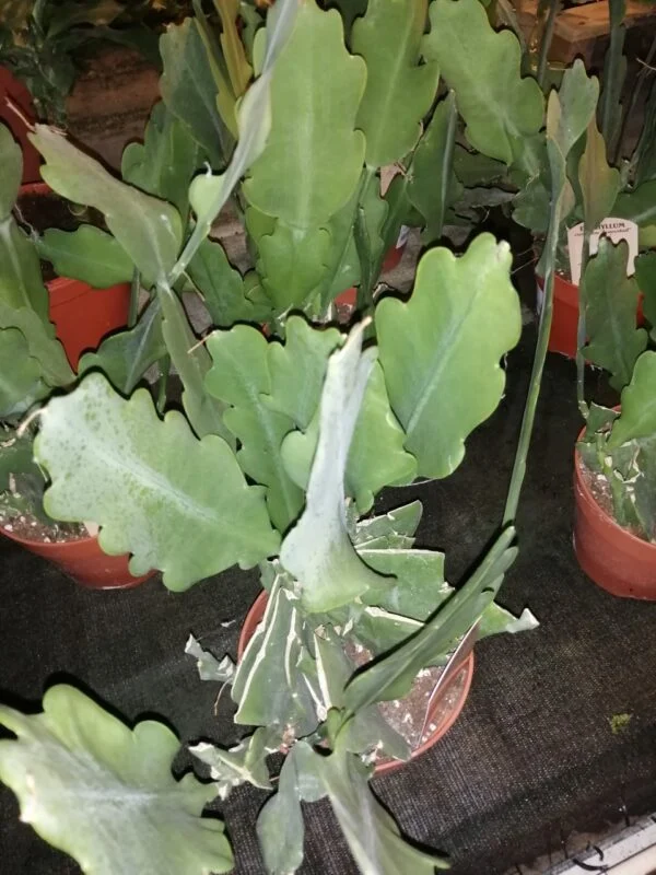 Epiphyllum Beavertail large, pianta da interno
