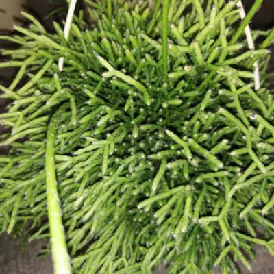 Rhipsalis cereuscula