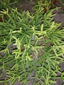 Rhipsalis heteroclada