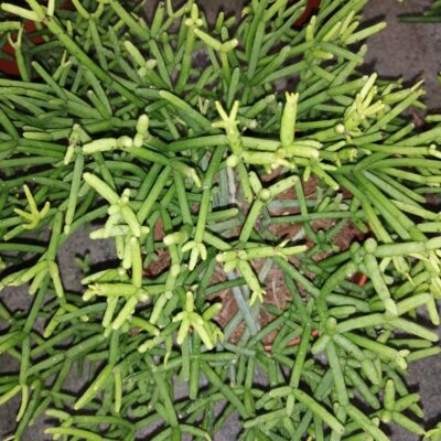 Rhipsalis heteroclada