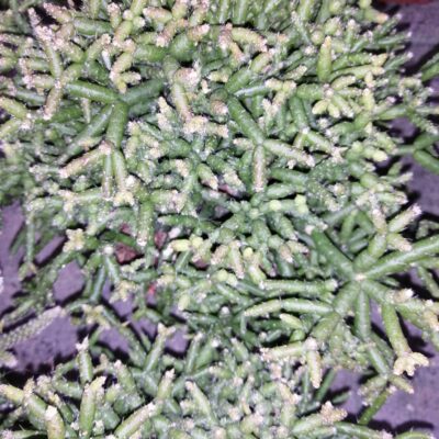 Rhipsalis burchellii