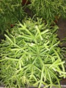 Rhipsalis baccifera Oasis