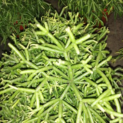 Rhipsalis baccifera Oasis