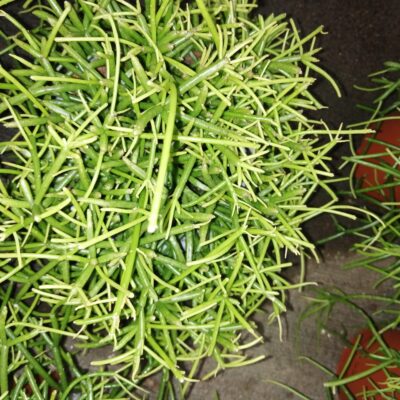 Rhipsalis cassutha Oasis