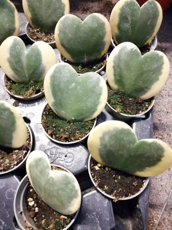 Hoya kerrii albomarginata, foto 2