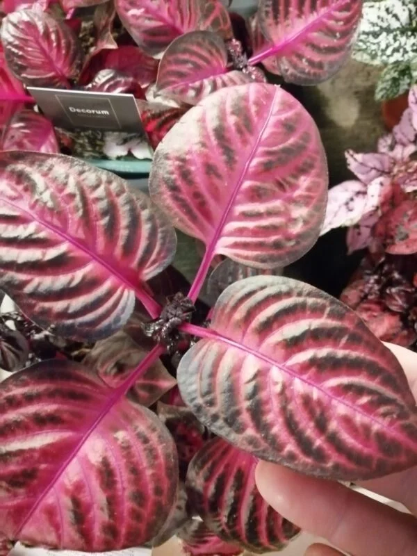 Hoya kerrii albomarginata, foto 3