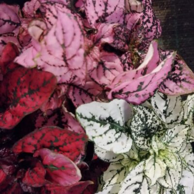 Hypoestes tris di colori