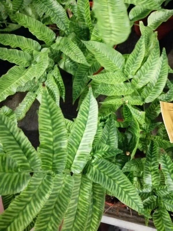 Coniogramme emeiensis, foto 2