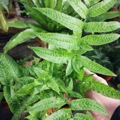 Coniogramme emeiensis