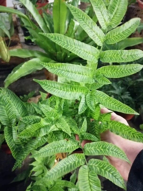 Coniogramme emeiensis, pianta da interno