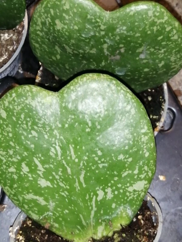 Hoya kerrii albomarginata, foto 6