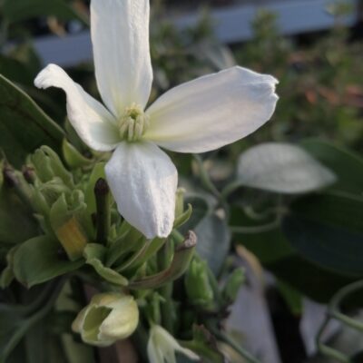 Clematis armandii
