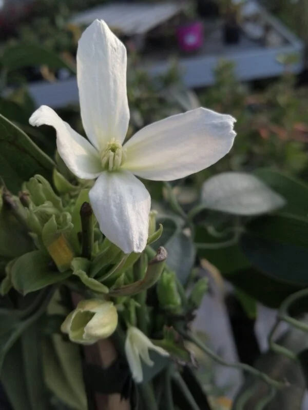Clematis armandii, pianta da esterno