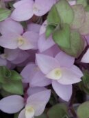 Callisia repens Bianca