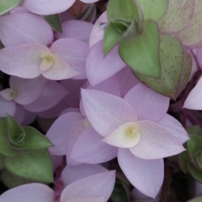 Callisia repens Bianca