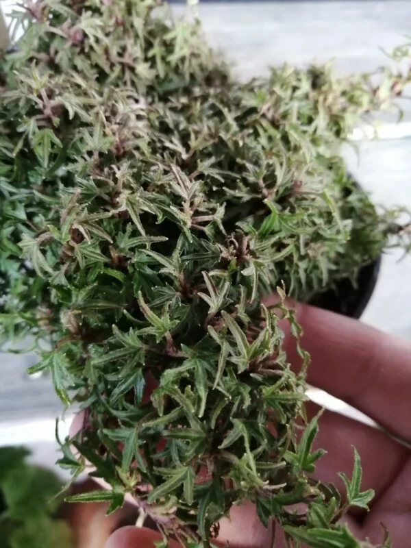 Hedera helix Dyinni, foto 3