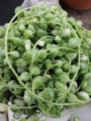 Senecio rowleyanus Variegata