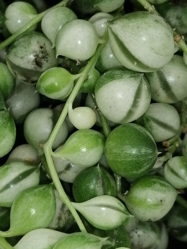 Senecio rowleyanus Variegata, foto 2