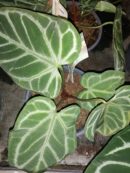 Anthurium crystallinum