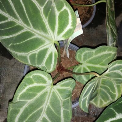 Anthurium crystallinum
