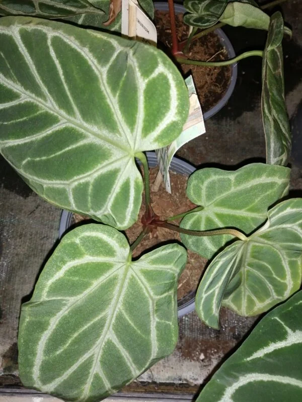 Anthurium crystallinum, pianta da interno