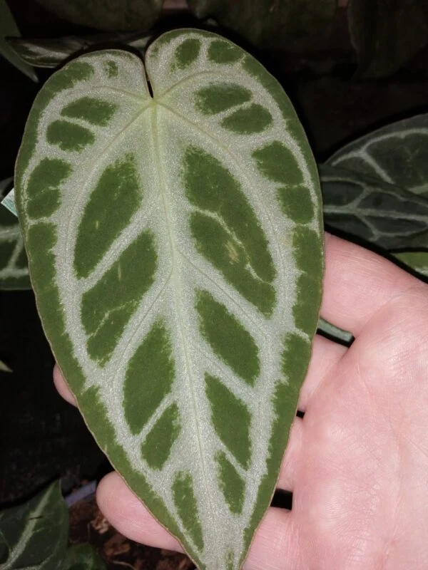 Anthurium crystallinum, foto 2