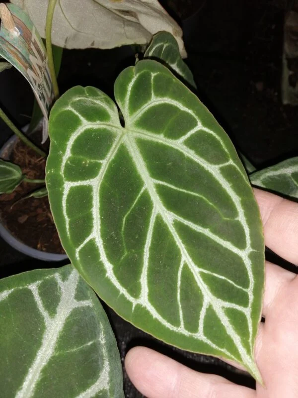Anthurium crystallinum, foto 3