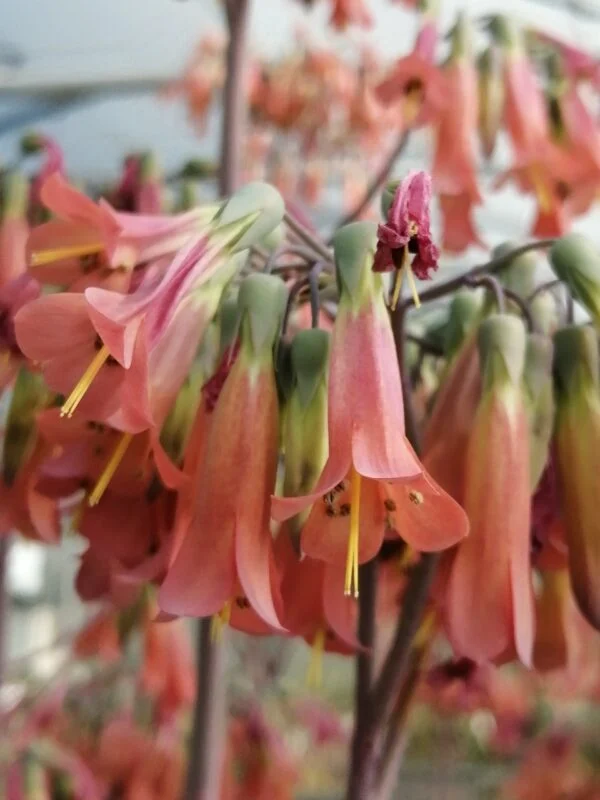Kalanchoe fedtschenkoi, foto 8