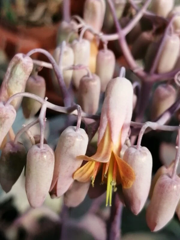Kalanchoe fedtschenkoi, foto 3