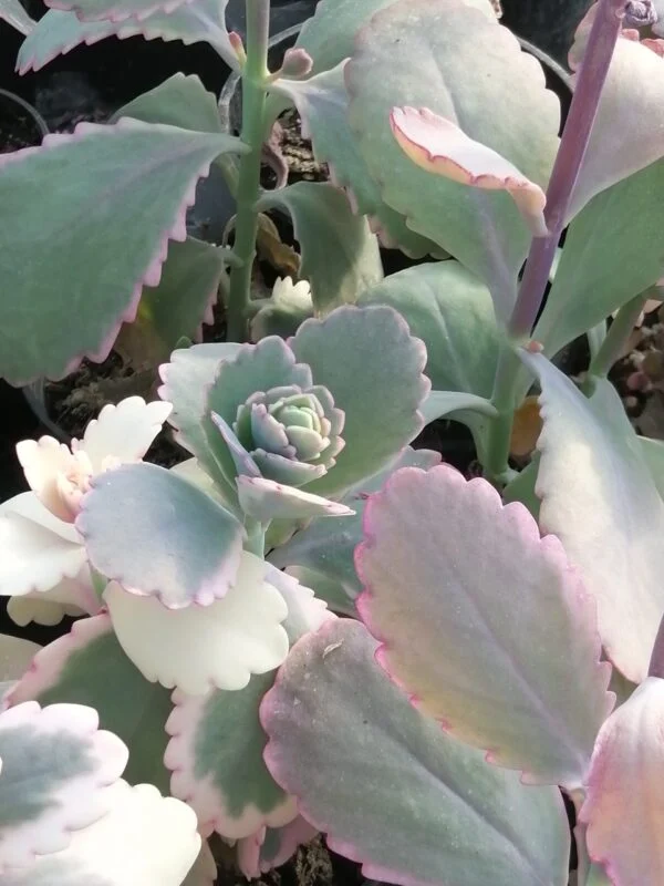 Kalanchoe fedtschenkoi, foto 4