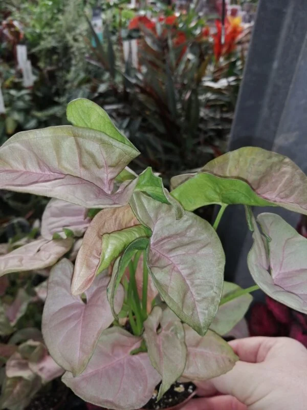 Syngonium Neon robusta Pink pianta giovane, foto 3