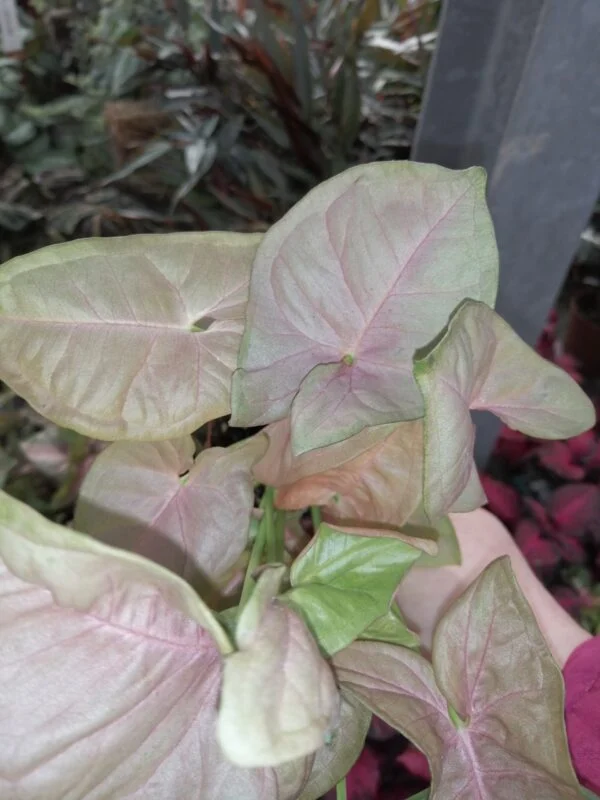 Syngonium Neon robusta Pink pianta giovane, foto 2